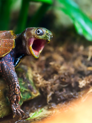 Taking It From Behind